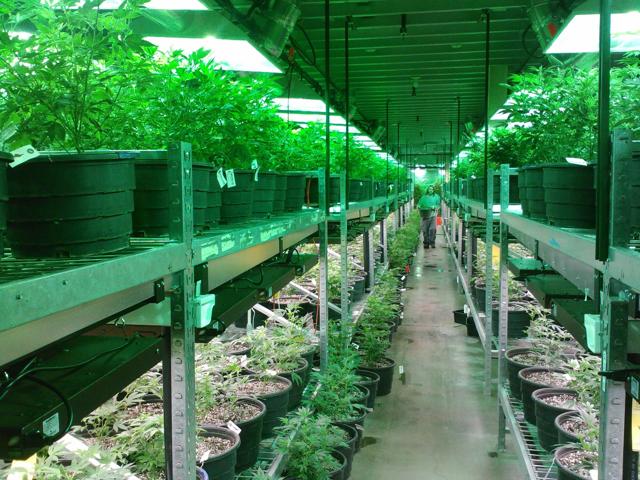 A colorado marijuana grow.