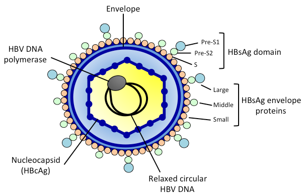 Arbutus Biopharma: The Good, The Bad, And The Ugly (NASDAQ:ABUS ...