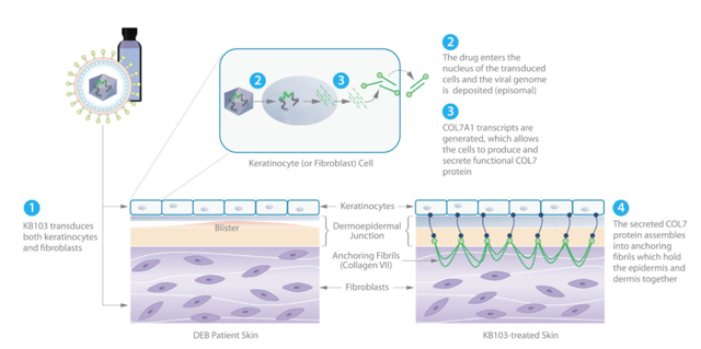 Krystal Biotech: An Intriguing Gene Therapy Platform Play (NASDAQ:KRYS ...