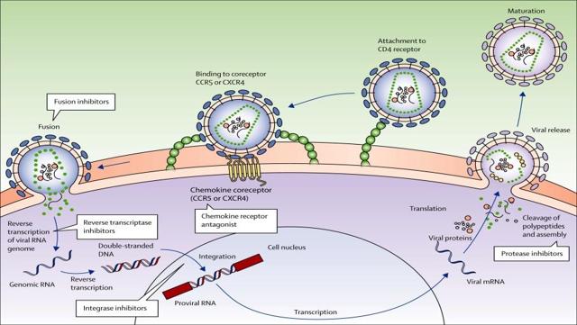 CytoDyn And HIV Therapy: CCR5 Antagonist Is An Old Drug Made New ...