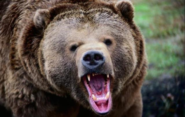 Are We On The Cusp Of A Bear Market? | Seeking Alpha