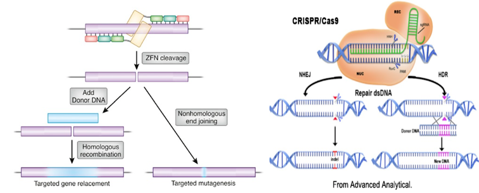 Sangamo Therapeutics Part I Does Zinc Finger Nuclease Have A Shot