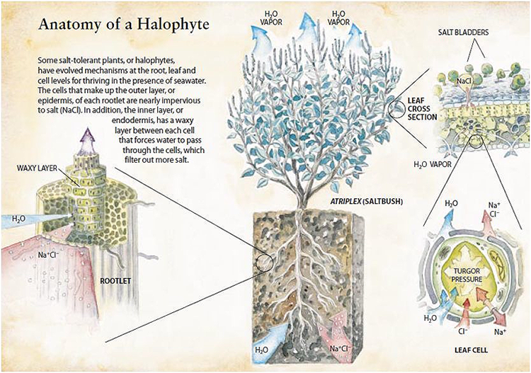 Global Transition To Halophyte Agriculture May Be Inevitable Interview
