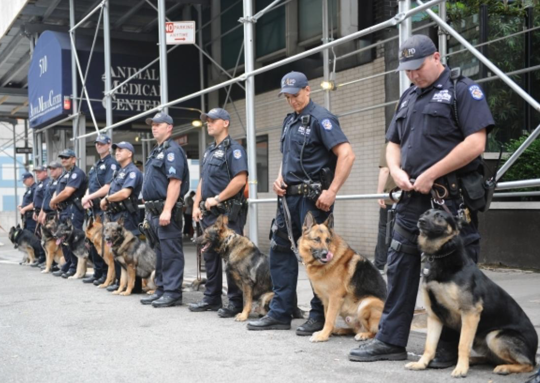 К-9 собаки полиция США