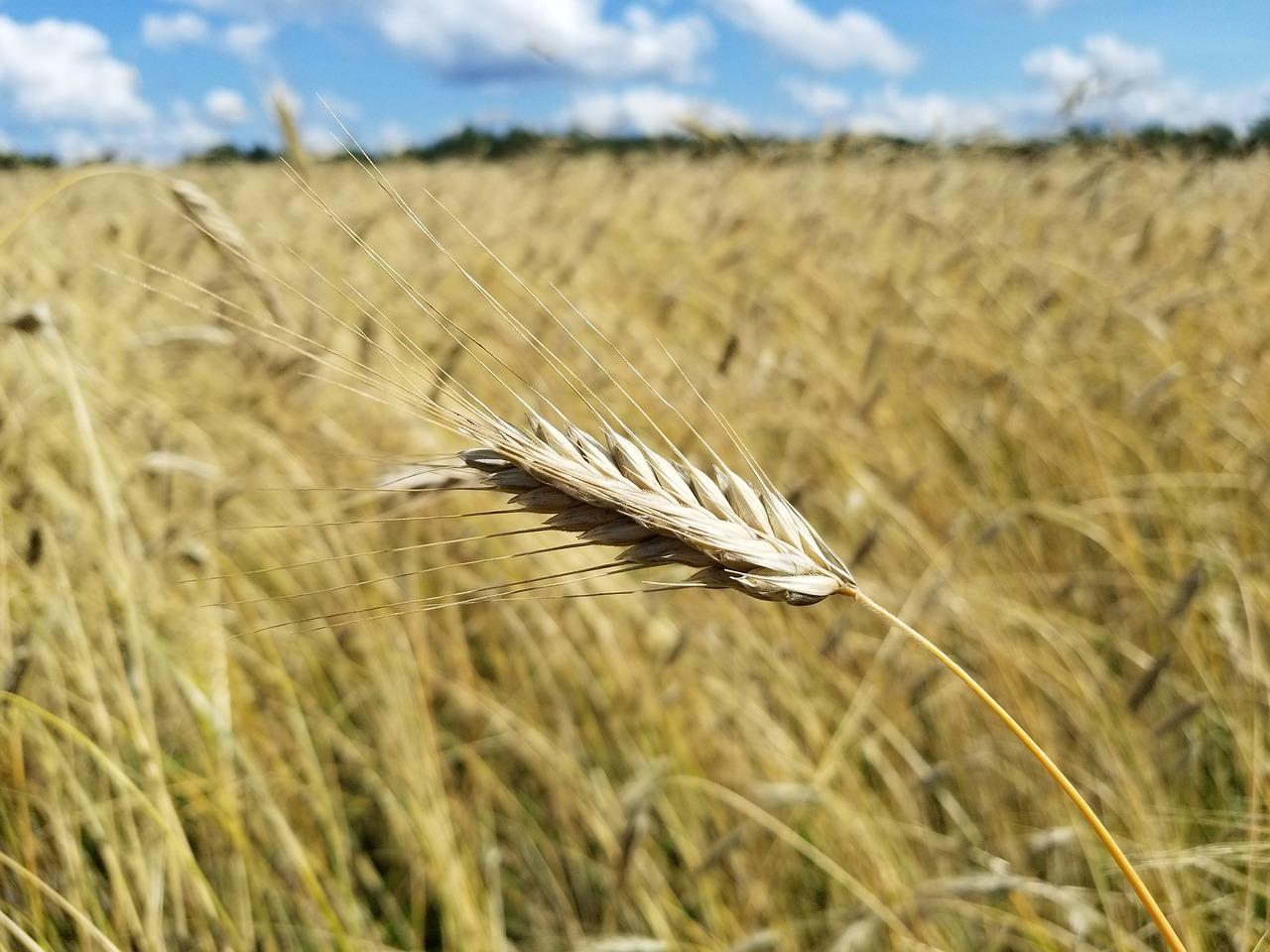 Separating The Wheat From The Chaff | Seeking Alpha