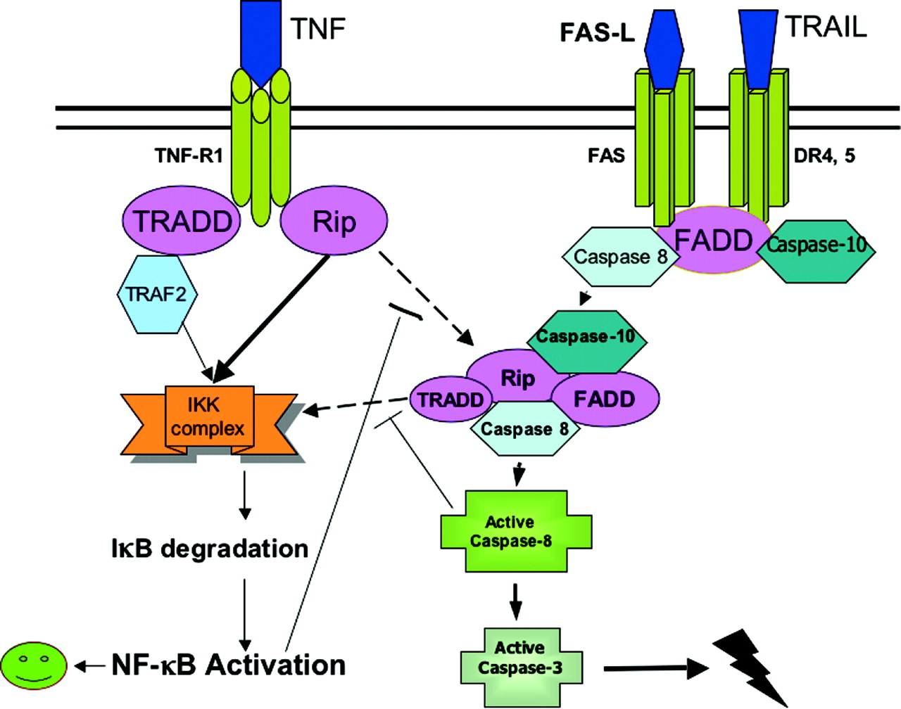 Фактор фактори. TNF иммунология. Tumor necrosis Factor. TNF Alpha. TNF Alpha апоптоз.