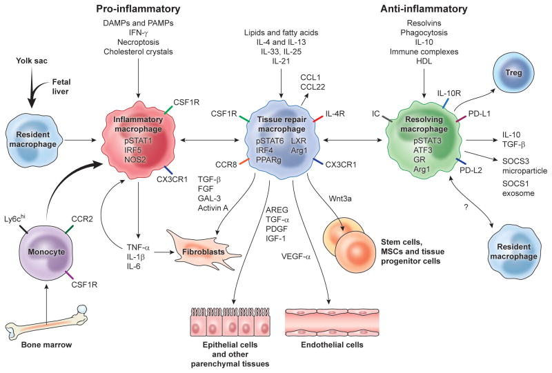 Nash Cirrhosis: The Real Nash Epidemic (nasdaq:galt) 