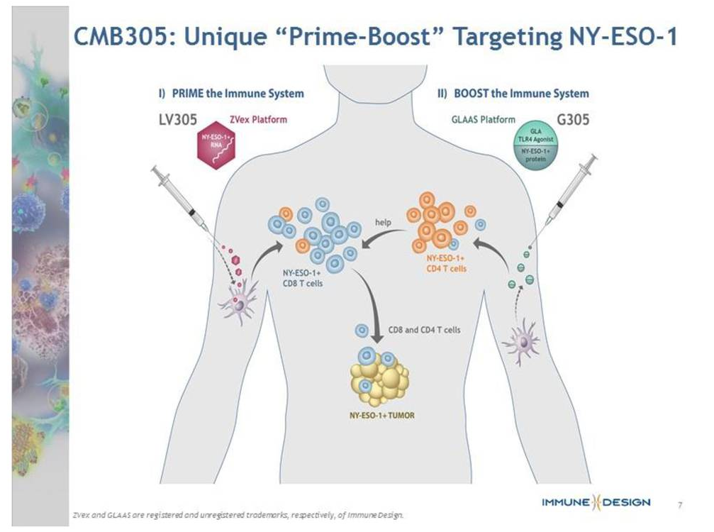 Immune Design Can This Small Oncology Play Deliver? Immune Design