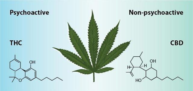 THC, telsa, weed, pot, marijuna, tilray