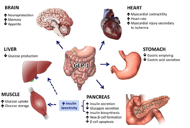 Oramed Pharmaceuticals And ORMD-0901 (NASDAQ:ORMP) | Seeking Alpha