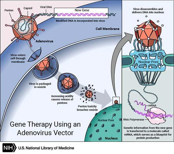 Gene Therapy/Editing Series 1: A Brief Introduction To Gene Therapy