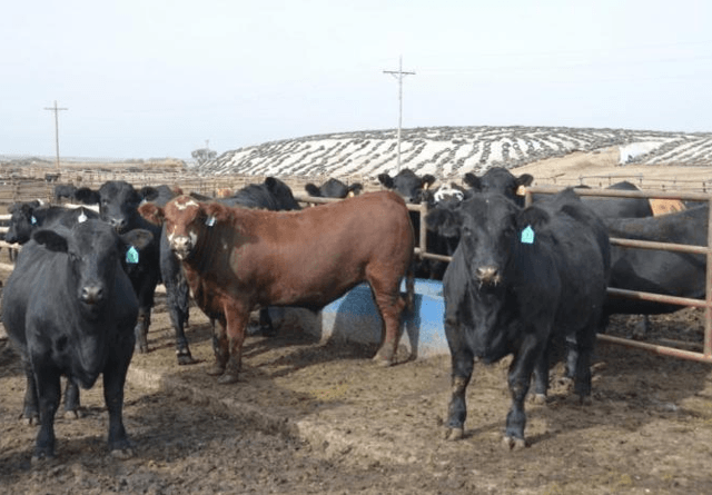 neutral-on-live-cattle-futures-despite-rising-u-s-asian-exports-seeking-alpha