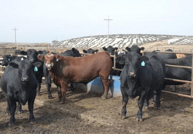 Neutral On Live Cattle Futures, Despite Rising U.S.-Asian Exports ...