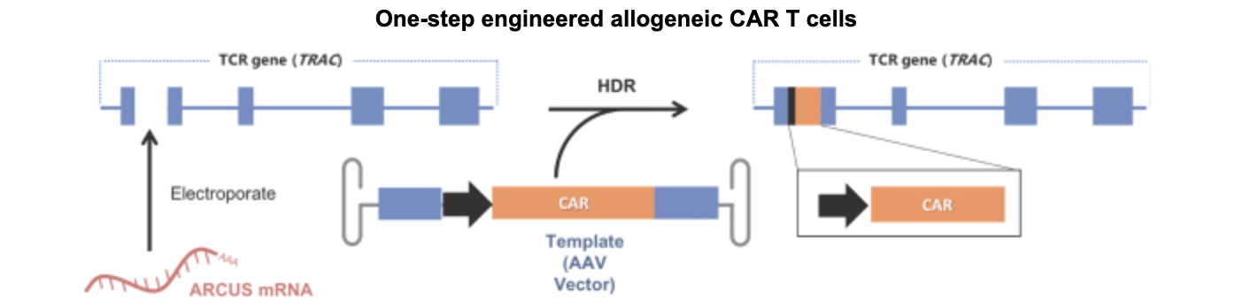 Precision BioSciences: Incentivised To Deliver, But Outlook Not ...