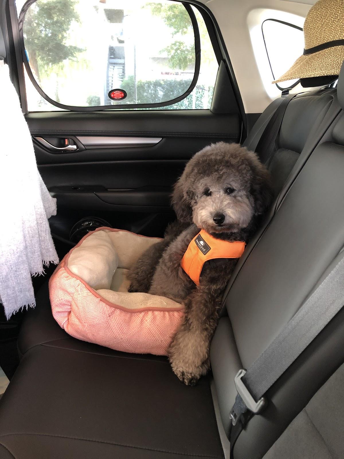 chewy car seats for dogs