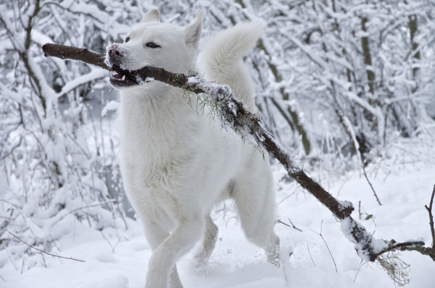 Обитатели снегов. Животные в снегу. Животные радуются снегу. Собака в снегу. Забавные животные зимой.