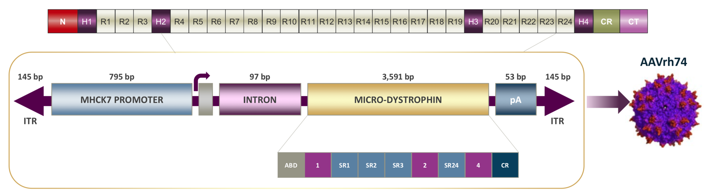 Sarepta Therapeutics Assessing The Economic Value Of A DMD Gene