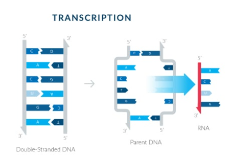 The Moderna Inc Mrna Company A Short Swot Analysis