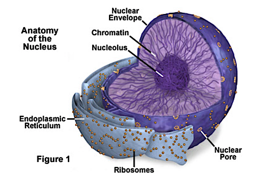 Regenxbio: A Stellar Gene Therapy Innovator With Multiple Upsides ...