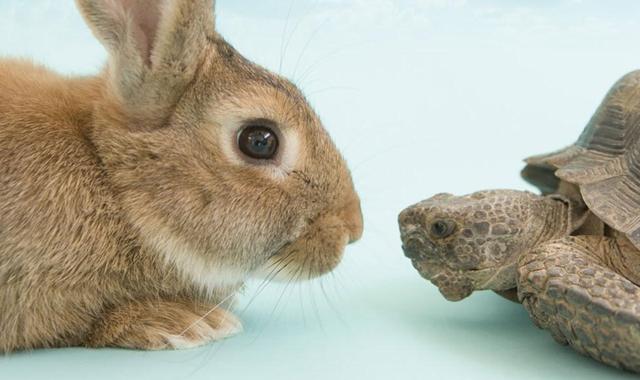 Slow And Steady Wins The Race: 5 Great REITs To Hold Forever