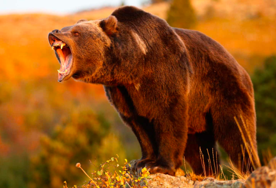 General Electric The Bears Are Finally No Longer Running The Show 