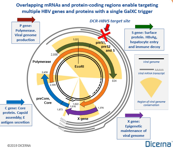 Dicerna: An RNA Therapy-Based 21st Century Likely Winner (NYSE:NVO ...