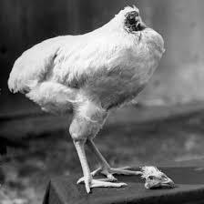 Image result for headless chicken