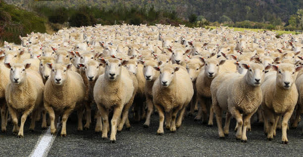 48,900 Herd Of Sheep Stock Photos, Pictures & Royalty-Free Images - iStock
