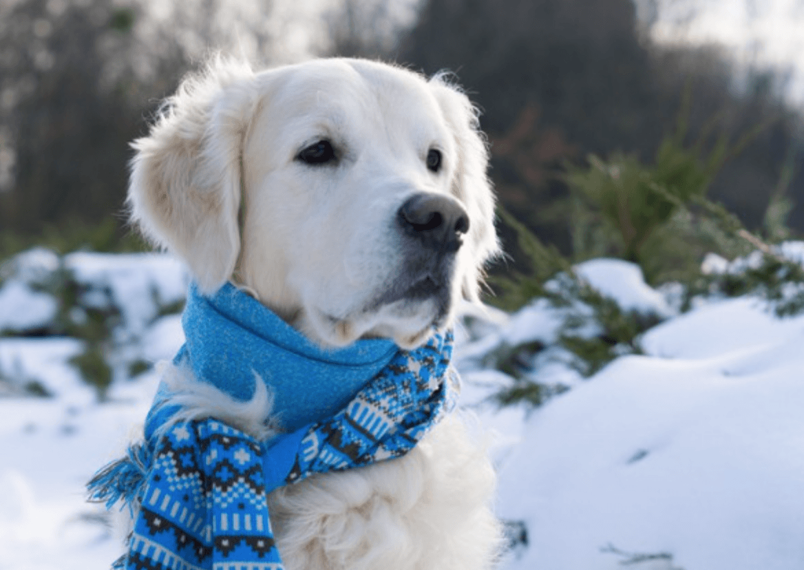 Big Dow Dogs Romp After January Reckoning Seeking Alpha