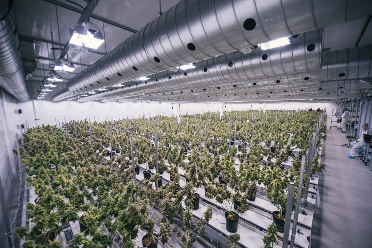 Weak Oil Sales And High Inventory Will Continue To Weigh On Canopy Growth NASDAQ CGC Seeking 