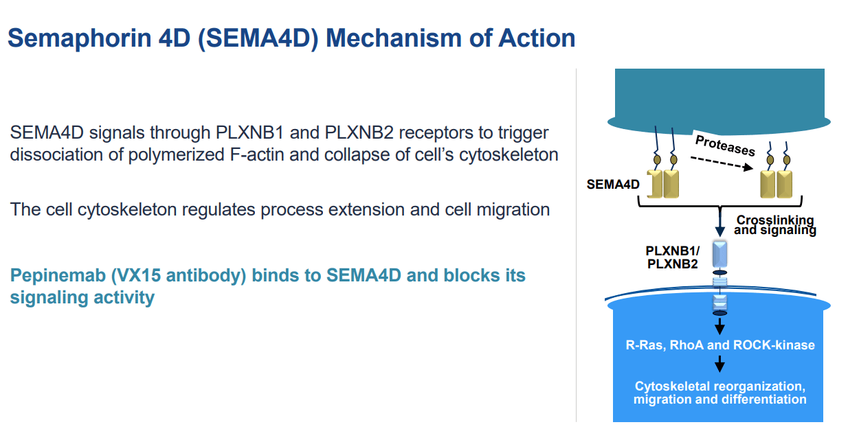 Vacillating On Vaccinex (NASDAQVCNX) Seeking Alpha