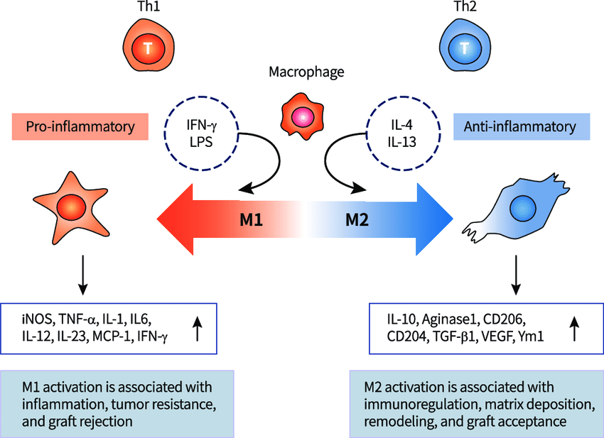 CytoDyn's Leronlimab In COVID-19: Debunking The Short Thesis (OTCMKTS ...