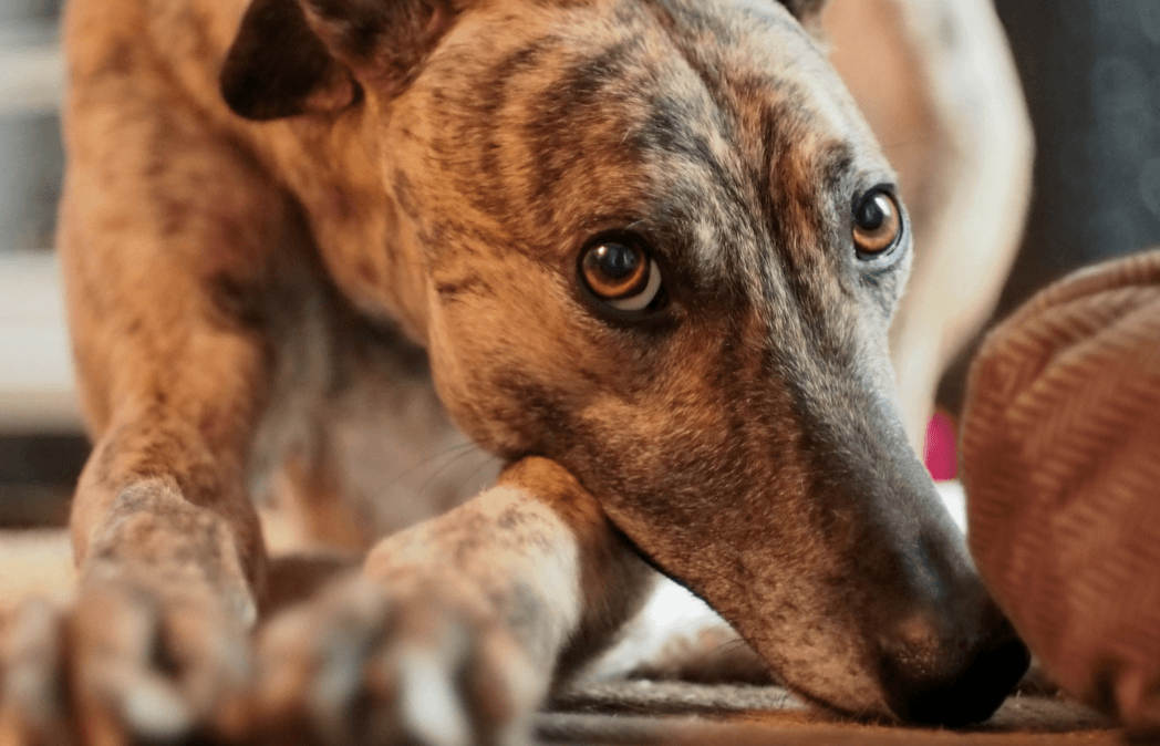 40 Most Reliable Stocks For Retirees April Update Seeking Alpha