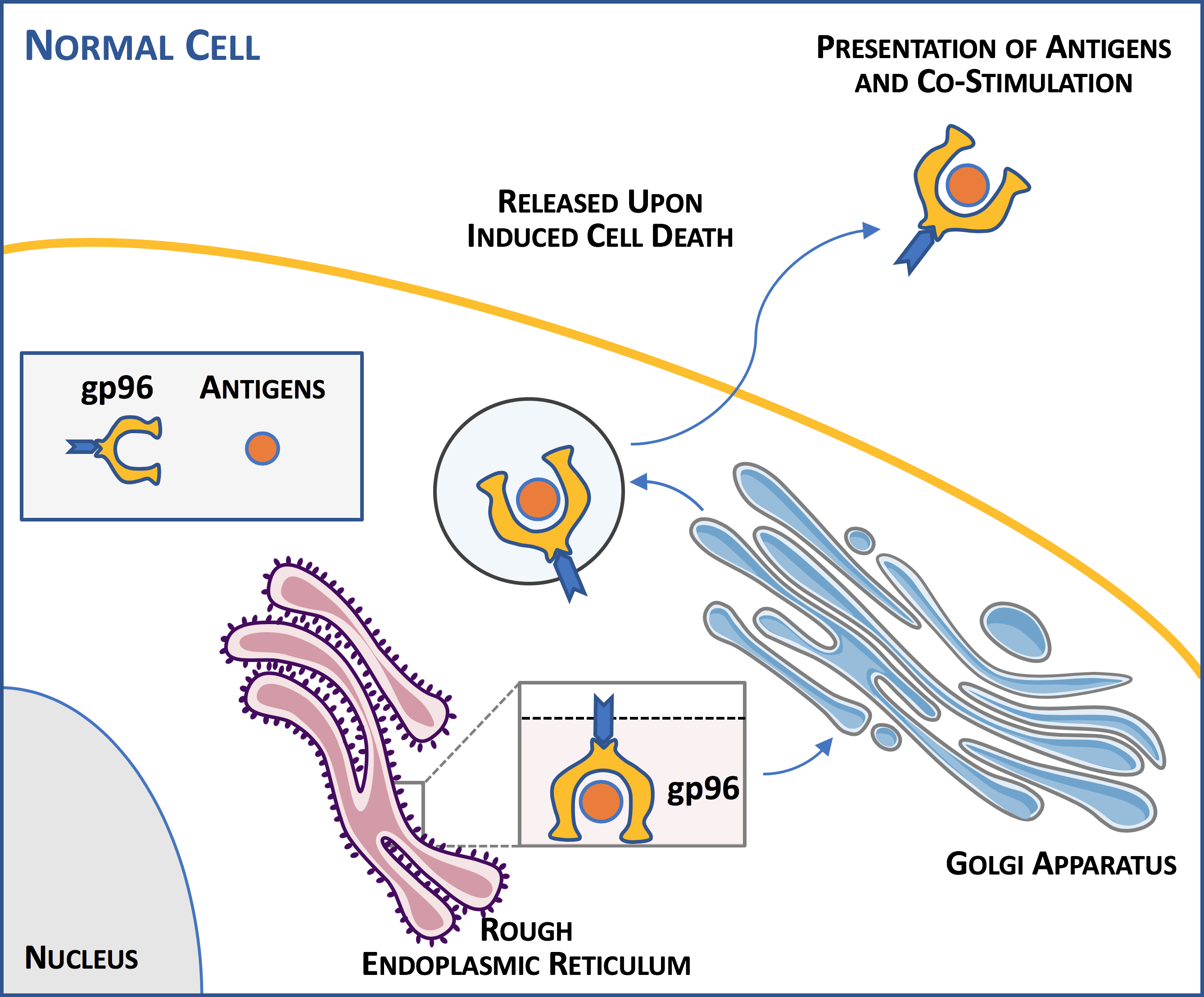 Heat Biologics COVID19 Vaccine Testing Imminent, Many