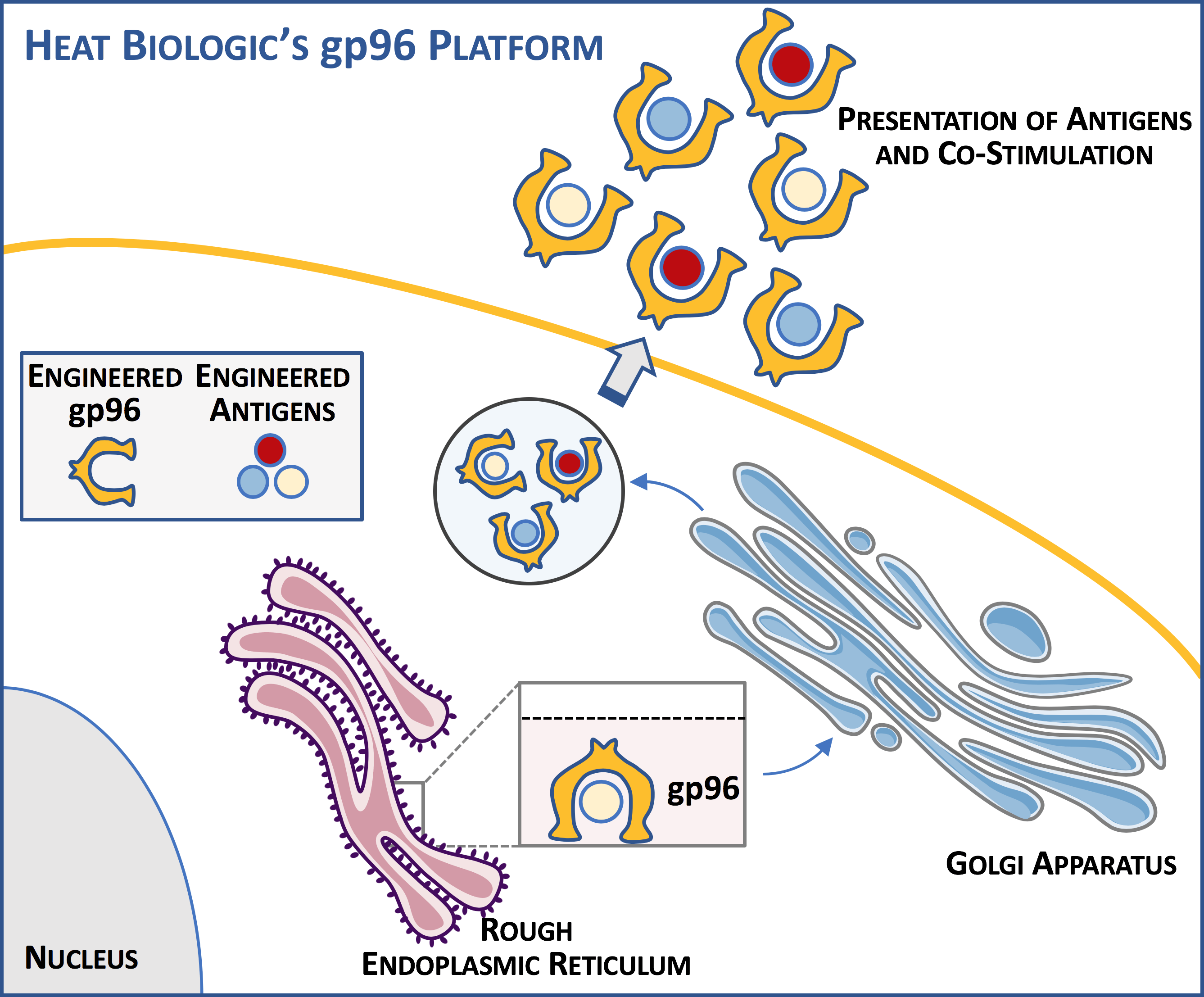 Heat Biologics COVID19 Vaccine Testing Imminent, Many