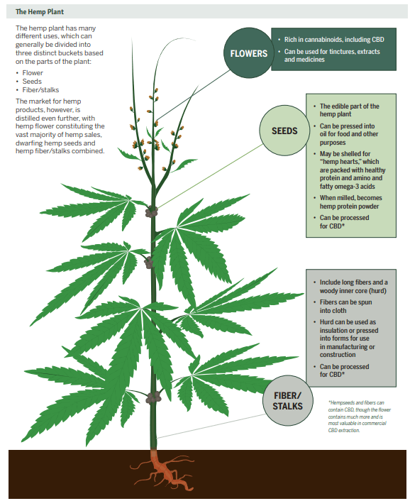 Arcadia Biosciences: An Update On Its Hemp/CBD Operations (NASDAQ:RKDA ...