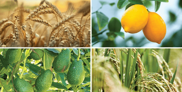 Different farmland crop types