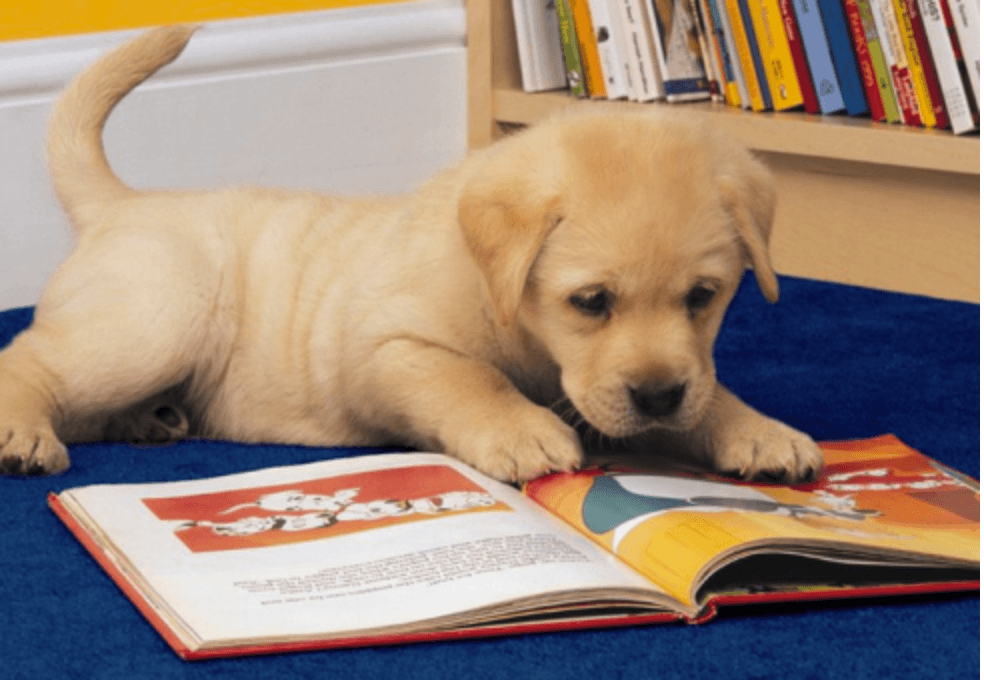 Дети читают собаке