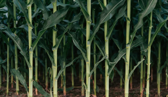 corn