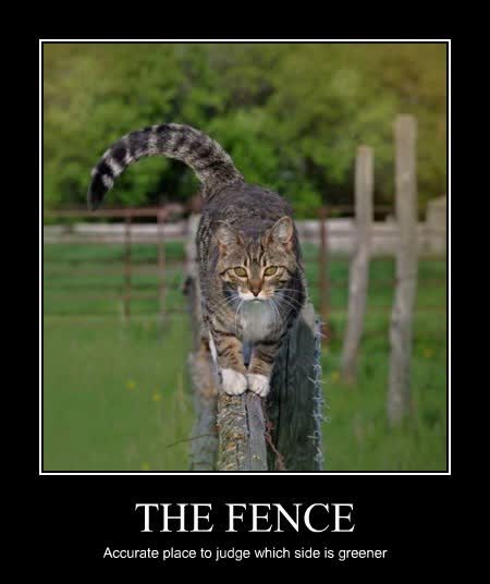 THE FENCE - Lolcats - lol | cat memes | funny cats | funny cat pictures with words on them | funny pictures | lol cat memes | lol cats