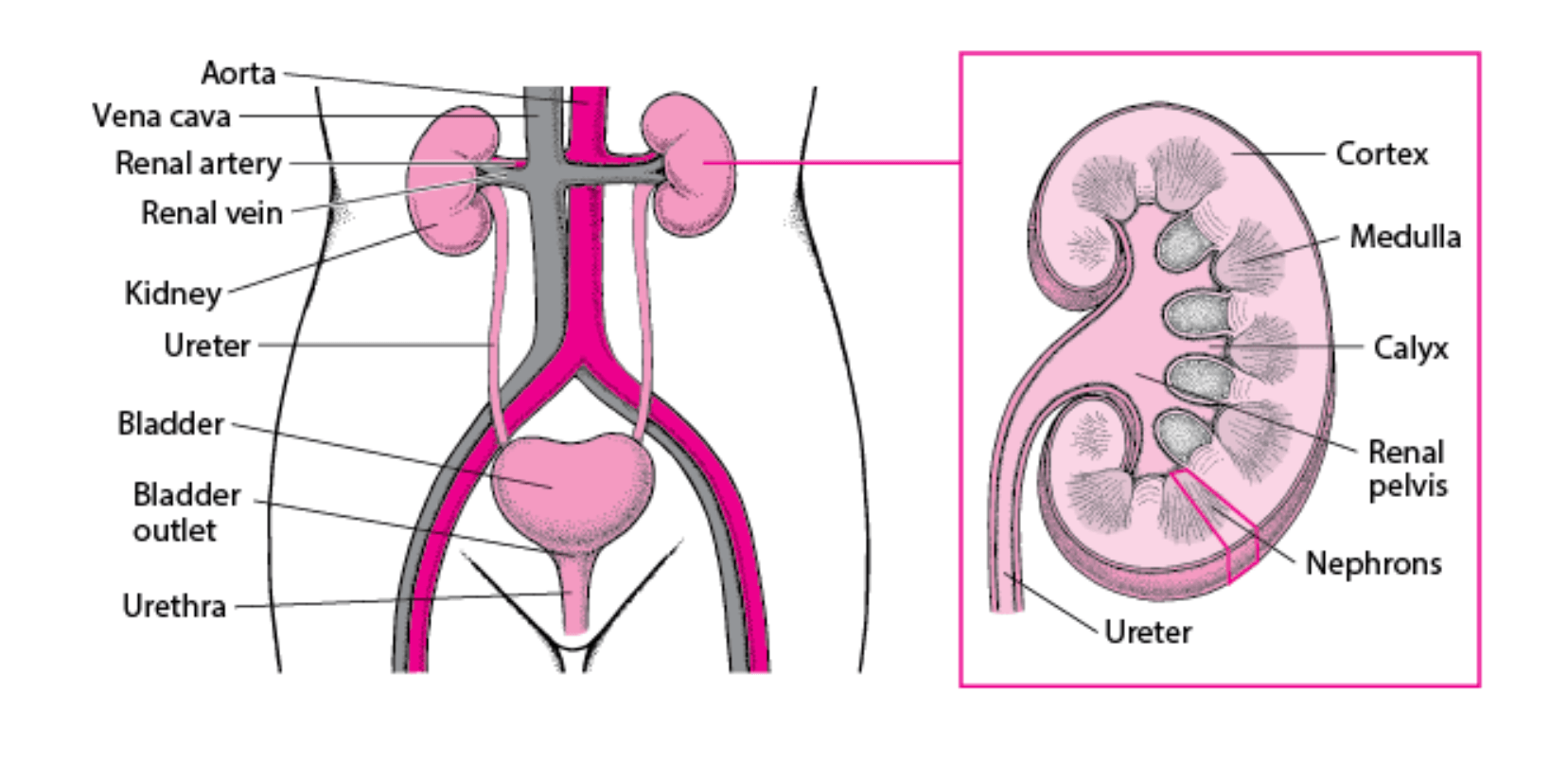 Diseases of the bladder and Urinary tract