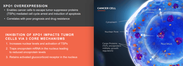 Revisiting Karyopharm Therapeutics (NASDAQ:KPTI) | Seeking Alpha