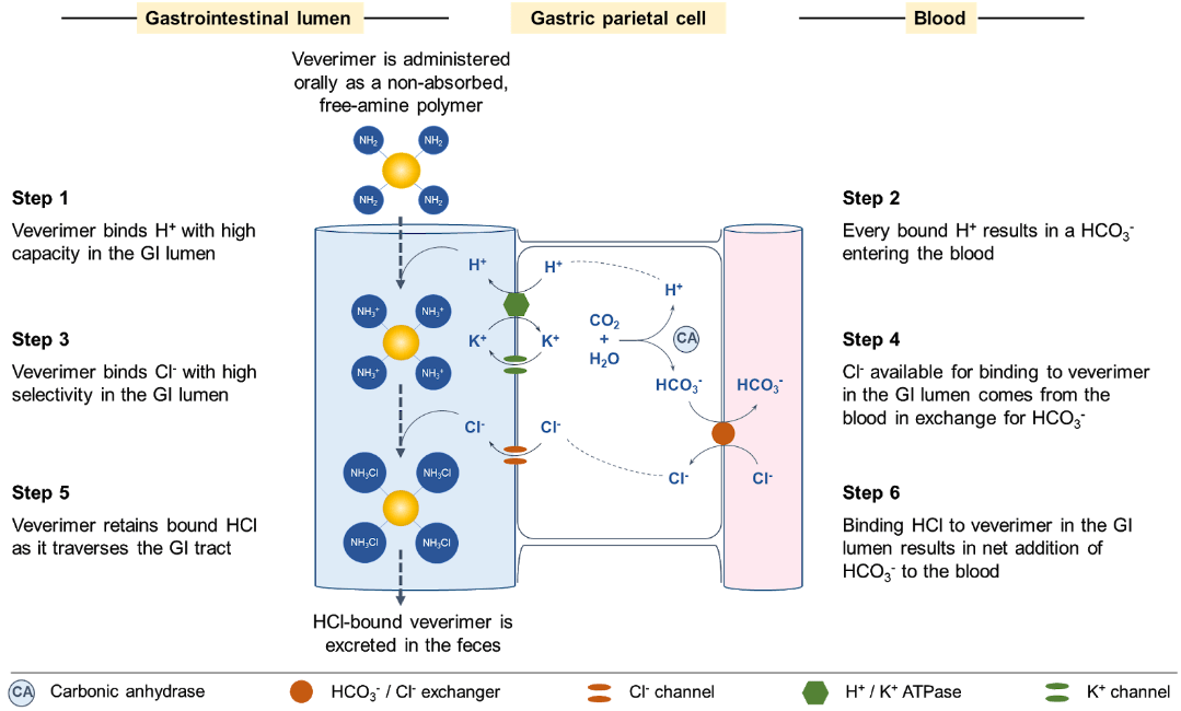 Under binding. Metabolic acidosis. The Primary Disturbances during uncompensated metabolic acidosis.