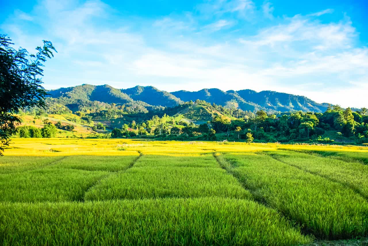 Farm land. Land. Кусочек поля. Land field. Farmland field.