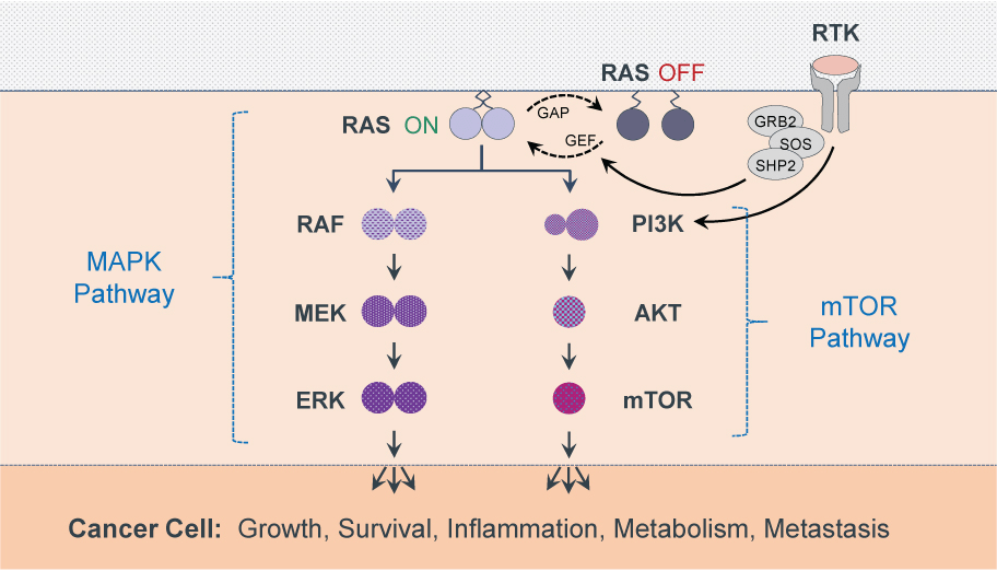 Immuneering: Immune Engineering By Disruption Of Signaling Pathways ...