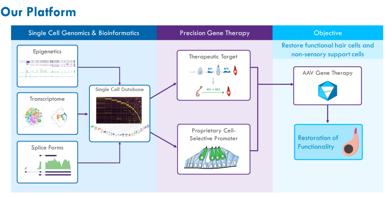 Decibel Therapeutics Stock Gene Therapies For Hearing Loss Nasdaq