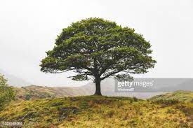 Tree Photos and Premium High Res Pictures - Getty Images