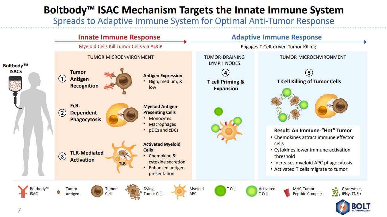 Our First Look At Bolt Biotherapeutics (NASDAQ:BOLT) | Seeking Alpha
