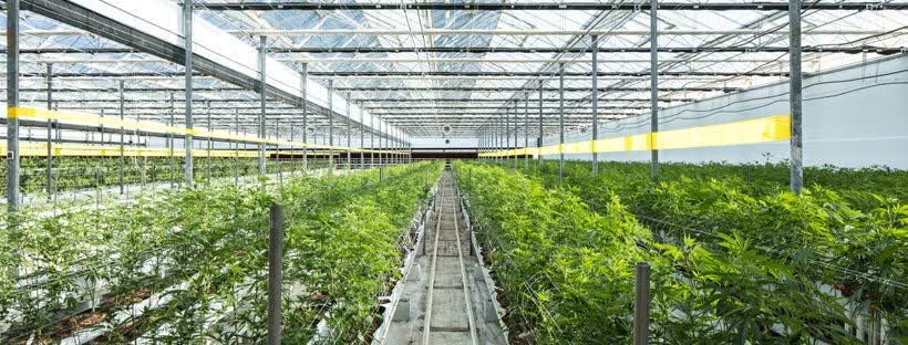 Cannabis cultivation facility owned by Innovative Industrial Properties | 领英