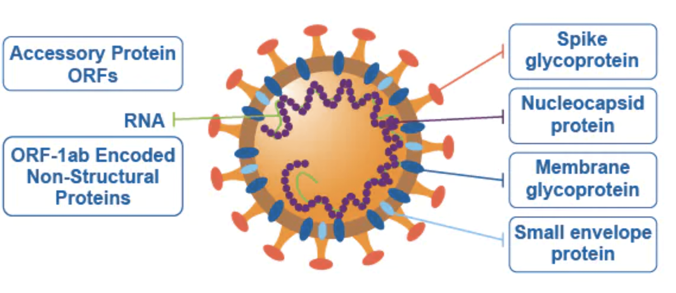 Novavax Stock: Marches Ahead With Several Positives (NASDAQ:NVAX ...